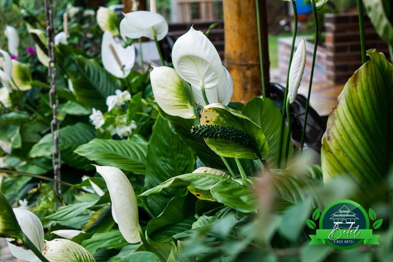 Betel * San Carlos